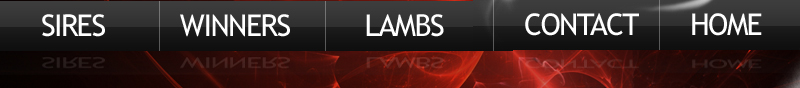 CLM Show Lambs